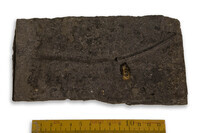 F 01457
<br/>
<br/>
<em></em>